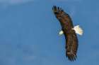 Bald eagle zeros in on possible meal, Washington State Botanical Print